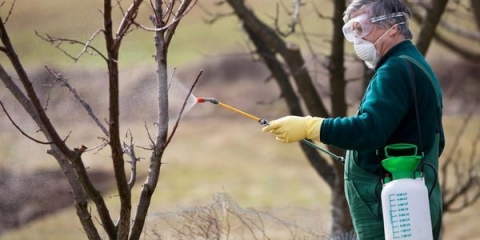 Kako hraniti krušku u jesen kako bi bila dobra žetva